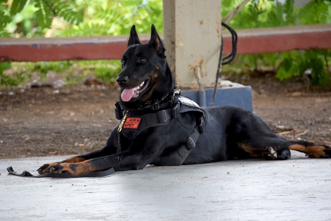 veteran service dog training — black and tan short coat medium dog lying on grey concrete floor during daytime